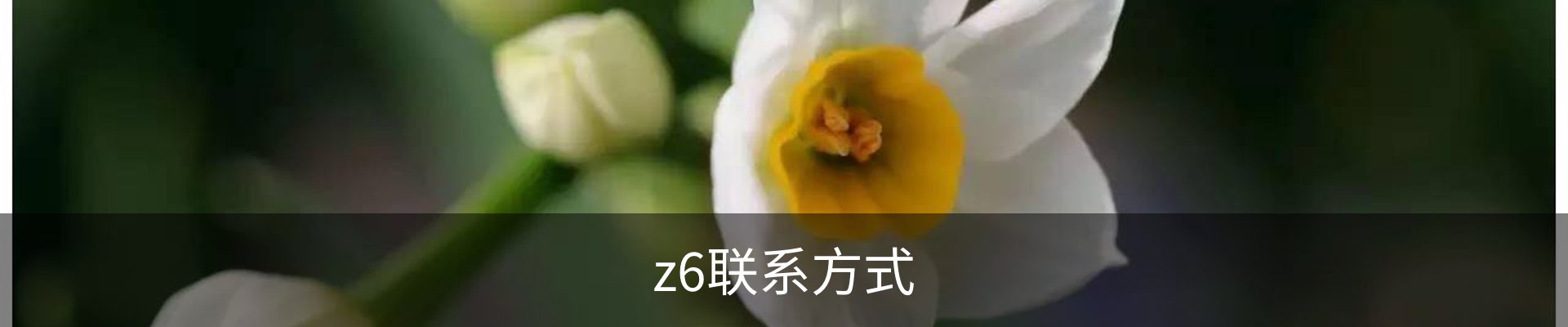 z6联系方式
